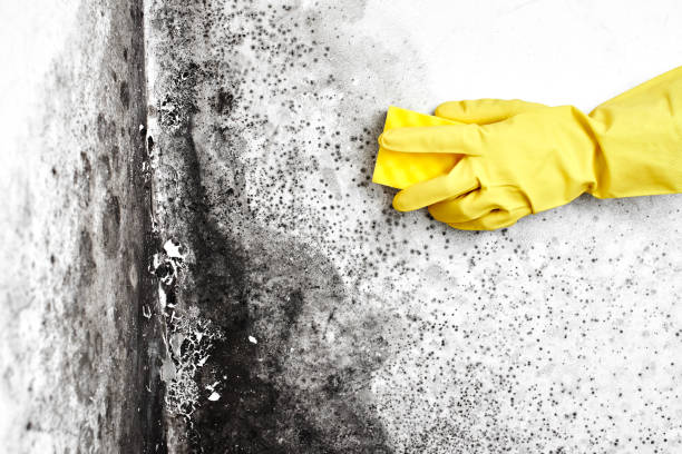 Environmental Consulting for Mold Prevention in Niverville, NY